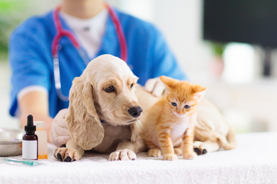 4 Things to Know About Our Veterinary Compounding Pharmacy