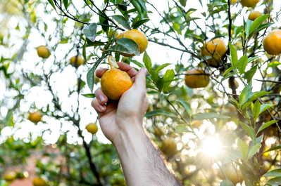 what is bergamot